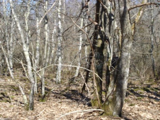 DSC00011.JPG