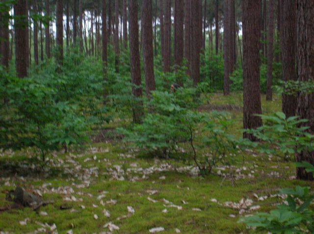 DSCN1435.JPG