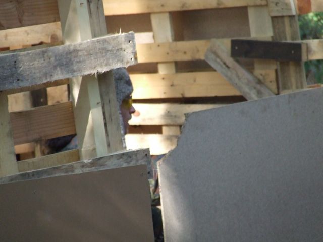 2007_01170088.JPG